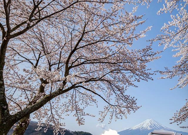 Cherry blossom tree with Mount Fuji backdrop, showcasing Japandi wallpaper for small spaces in a minimalistic nursery setup.