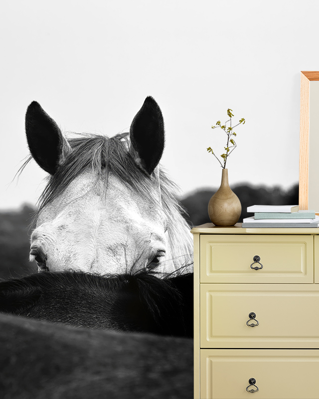color-schemes-for-teens-room-wallpaper-featuring-a-black-and-white-horse-mural-with-a-beige-dresser-and-minimal-decor Color Schemes for Teens Room Wallpaper featuring a black-and-white horse mural, with a beige dresser and minimal decor.