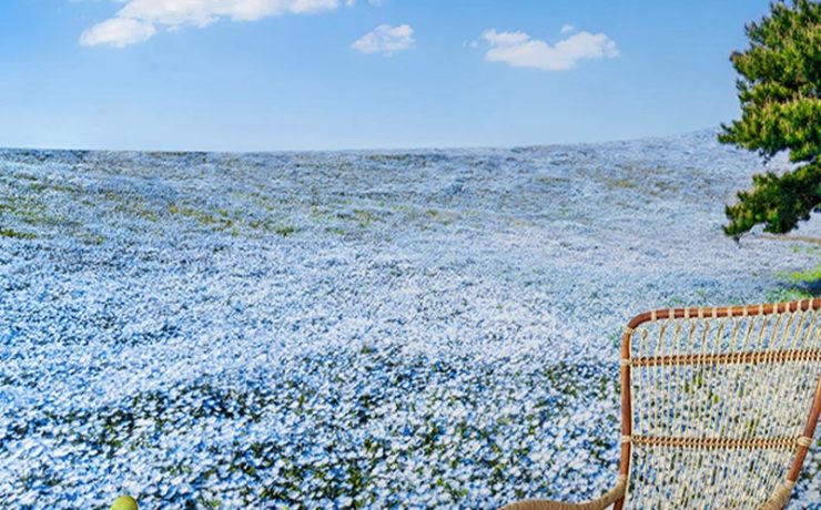 Room with a mural of a vast blue flower field under a clear sky, showcasing types of bright wallpaper designs.