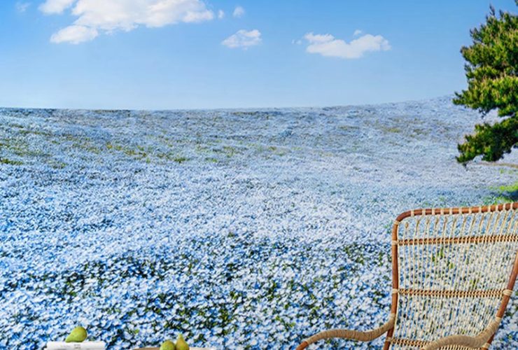 Room with a mural of a vast blue flower field under a clear sky, showcasing types of bright wallpaper designs.