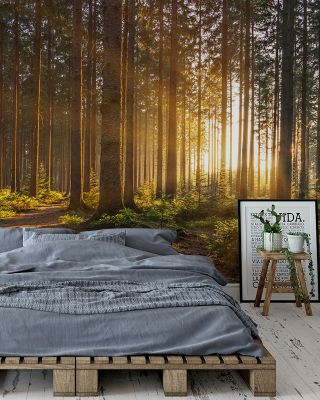 Silent Forest Tranquil Wallpaper