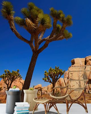Joshua Tree Scenic Wallpaper