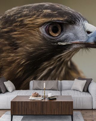 Hawkish Fierce Elegance Wallpaper