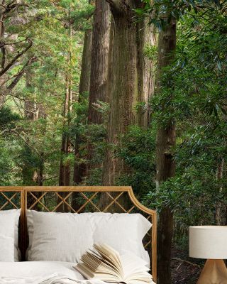 Kumano Kodō Pilgrimage Route Scenic Wallpaper