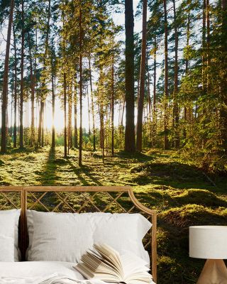 Pine Forest Sunrise Wallpaper