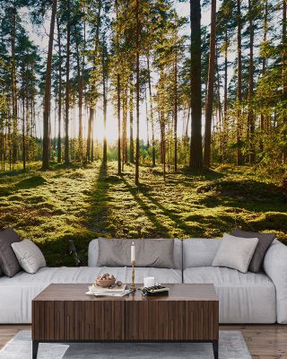 Pine Forest Sunrise Wallpaper