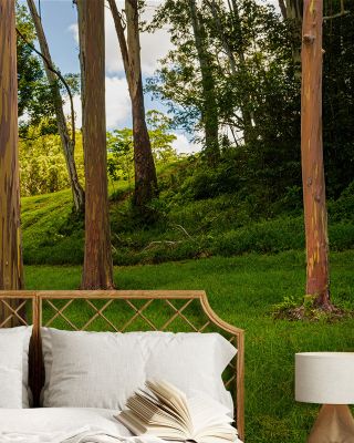 Rainbow Eucalyptus Wallpaper
