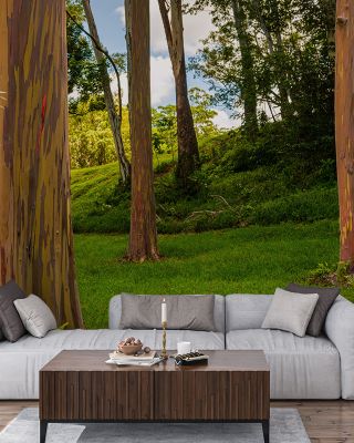 Rainbow Eucalyptus Wallpaper