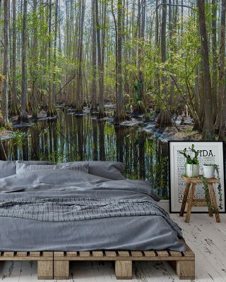 Highlands Hammock State Park Scenic Wallpaper