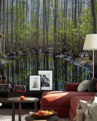 Highlands Hammock State Park Scenic Wallpaper