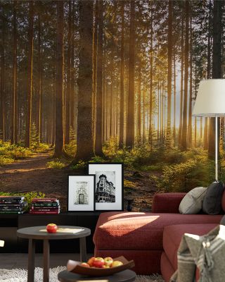 Silent Forest Tranquil Wallpaper