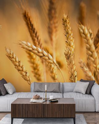 Crop Season Scenic Wallpaper