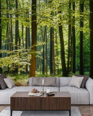 Deep Sunny Woods Scenic Wallpaper