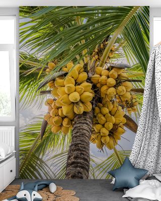 Fresh Coconuts Scenic Wallpaper