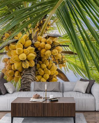 Fresh Coconuts Scenic Wallpaper