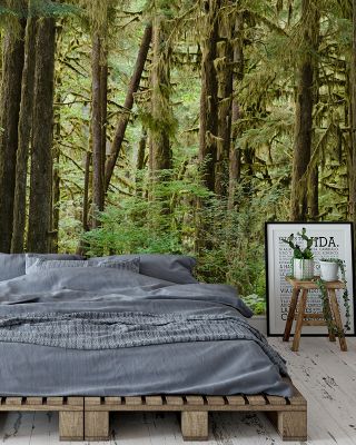 Bright Quinault Rainforest Lush Wallpaper