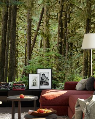 Bright Quinault Rainforest Lush Wallpaper