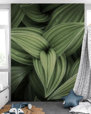 Corn Lily Wallpaper Mural