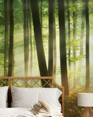 Magical Morning Scenic Wallpaper