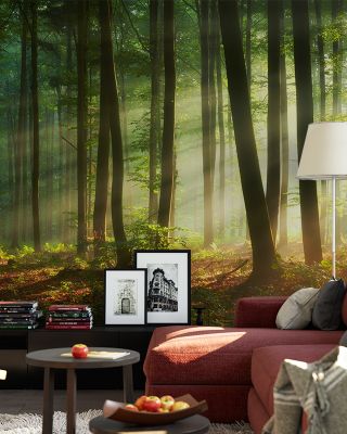 Magical Morning Scenic Wallpaper