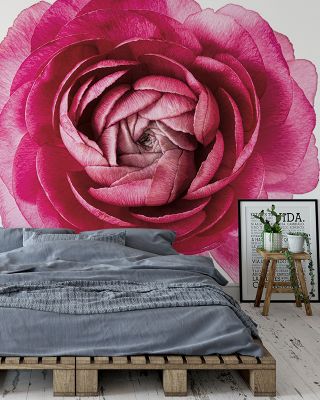 Pink Ranunculus on White Floral Wallpaper
