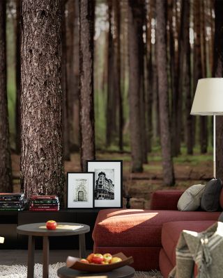 Dark Pine Forest Scenic Wallpaper