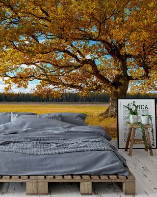 Golden Fall Tree Afternoon Scenic Wallpaper