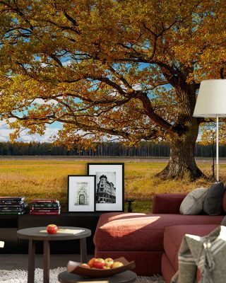 Golden Fall Tree Afternoon Scenic Wallpaper