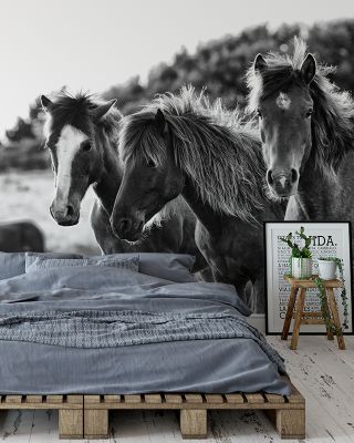 Horses Three Black and White Scenic Wallpaper