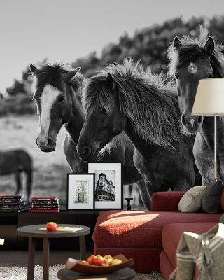 Horses Three Black and White Scenic Wallpaper