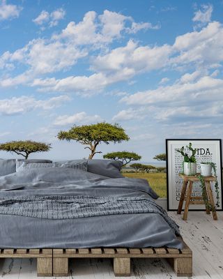 Acacia Trees Scenic Wallpaper