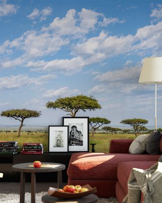 Acacia Trees Scenic Wallpaper