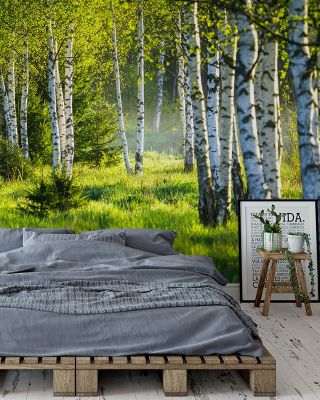 Young Birches Scenic Wallpaper