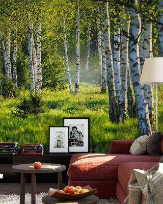 Young Birches Scenic Wallpaper