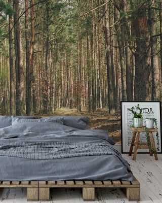 Alone in the Forest Serene Woodland Wallpaper