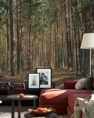 Alone in the Forest Serene Woodland Wallpaper
