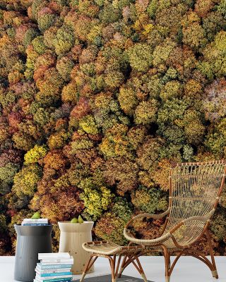 Aerial Forest Scenic Wallpaper