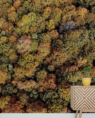 Aerial Forest Scenic Wallpaper