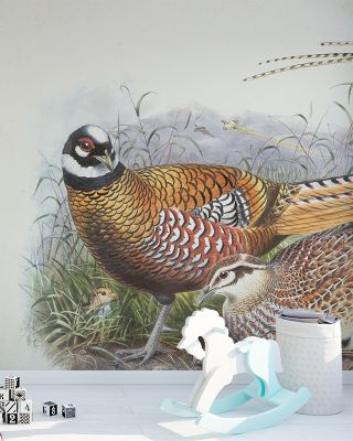 Autumn Pheasant II Scenic Wallpaper