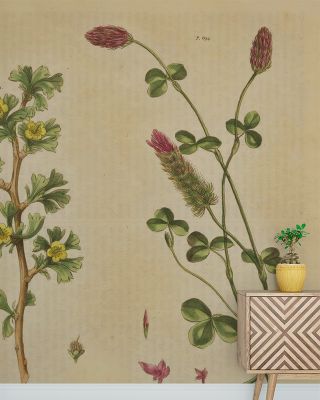 Herbal Botanical IV Wallpaper