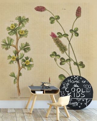 Herbal Botanical IV Wallpaper