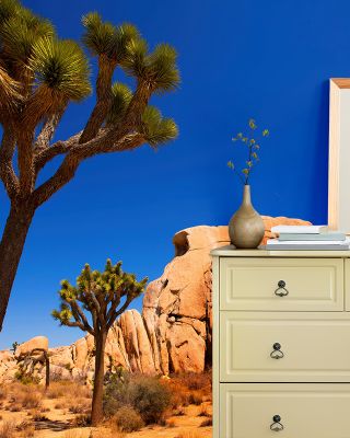 Joshua Tree Scenic Wallpaper