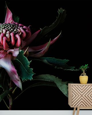 Salmon Waratah I Floral Wallpaper