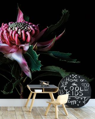 Salmon Waratah I Floral Wallpaper