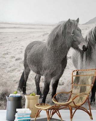 Bjarni And Imir Wallpaper