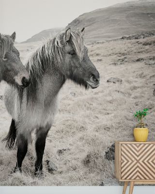 Bjarni And Imir Wallpaper