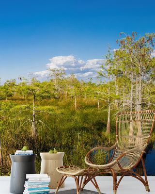 Dwarf Cypress Trees Wallpaper