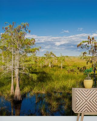 Dwarf Cypress Trees Wallpaper