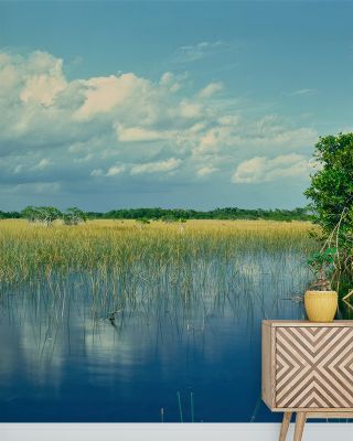 Everglades Mangrove Wallpaper