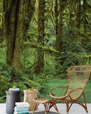 Hoh Rain Forest, Washington State Wallpaper